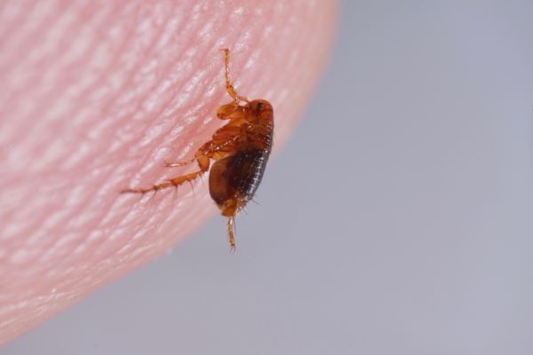 Flea And Tick Treatment
