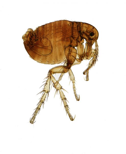 Flea Control