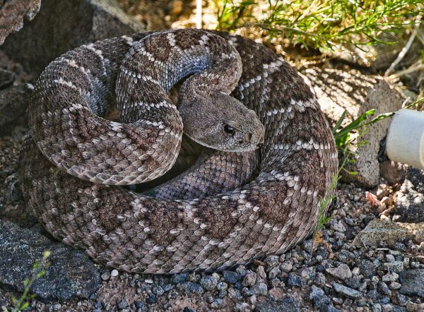 Cottonmouth Removal