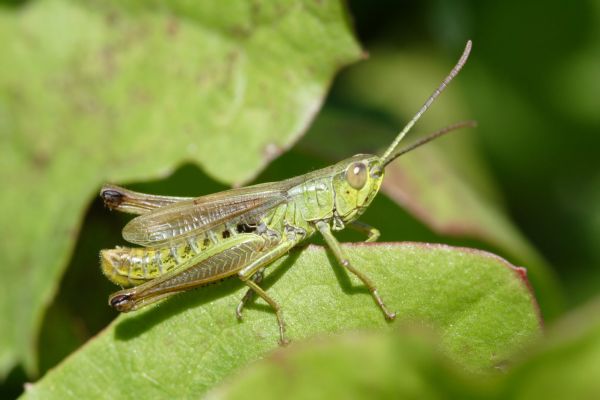 Cricket Control