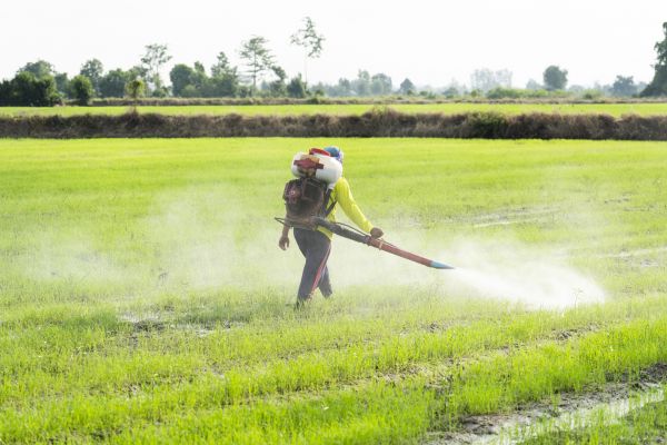 Cockroach Fumigation Service