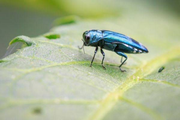 Ash Borers Pest Control